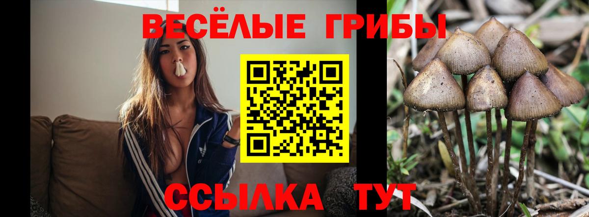 Псилоцибиновые грибы Cubensis Барнаул